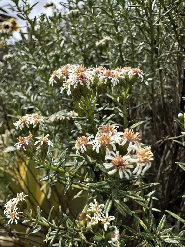 Linochilus Revolutus