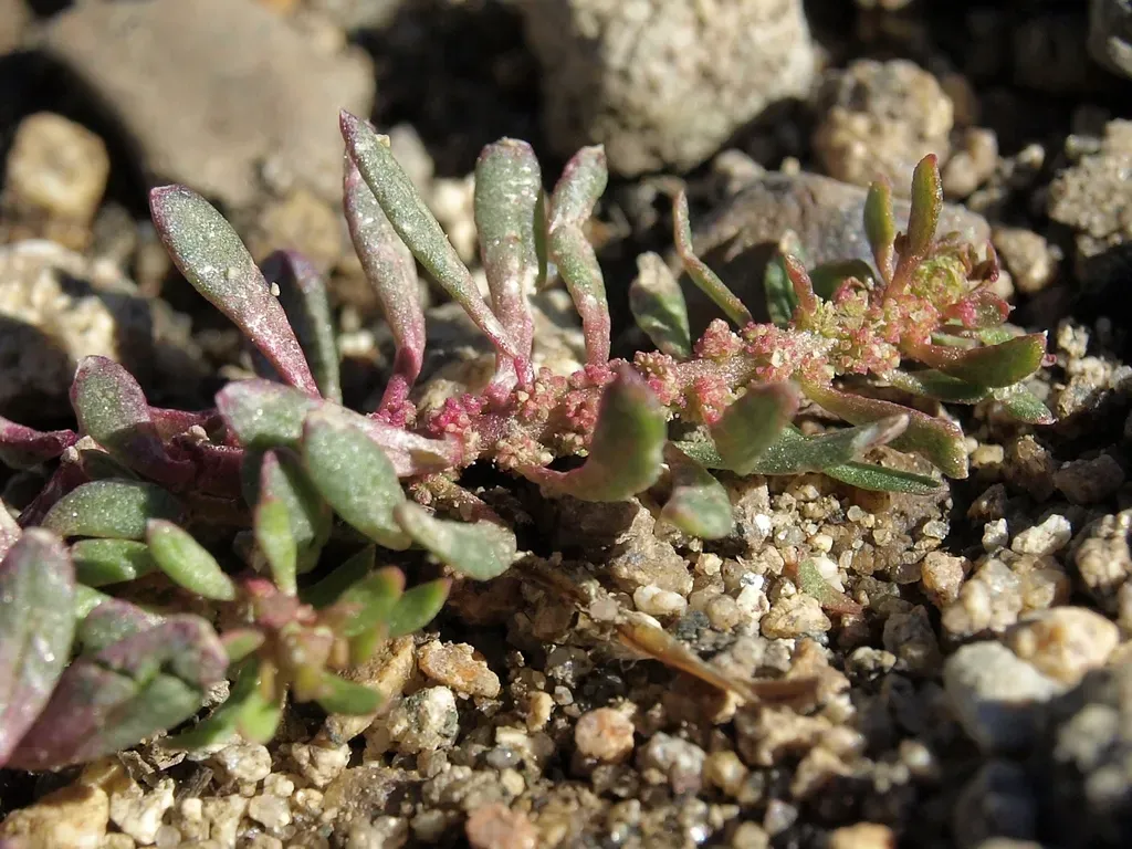 Neomonolepis Spathulata