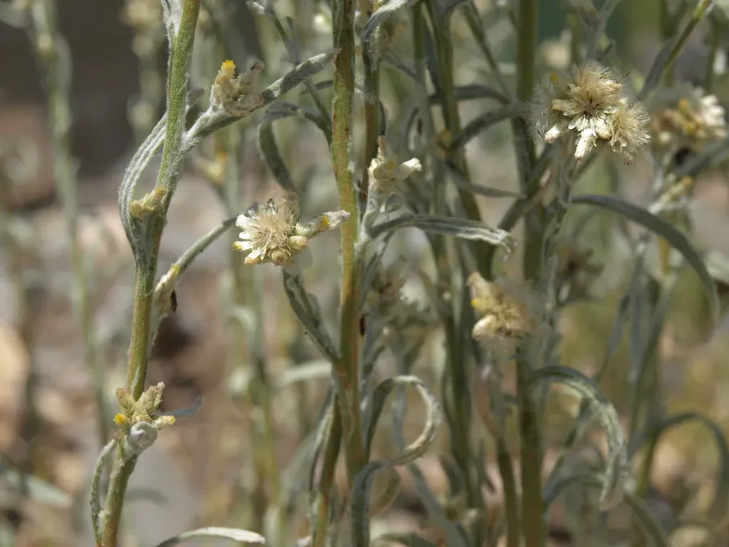 Northwestern Rabbit-tobacco