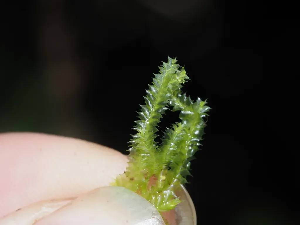 Lophocolea Bicuspidata