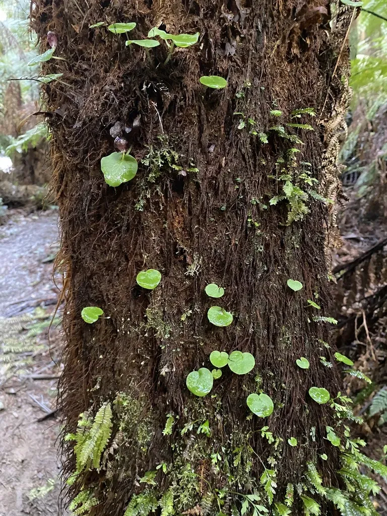 Mountain Helmet-orchid
