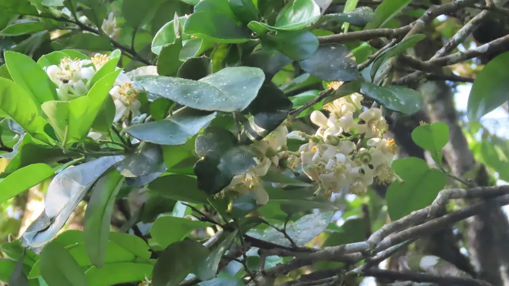 Atalantia Monophylla