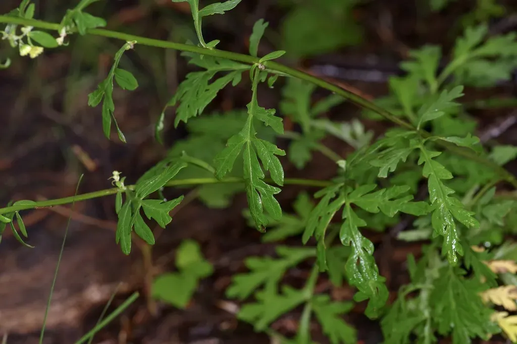 Ragweed Sagebrush