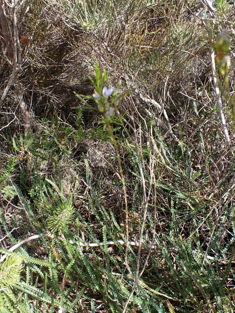 Cyanothamnus Ramosus