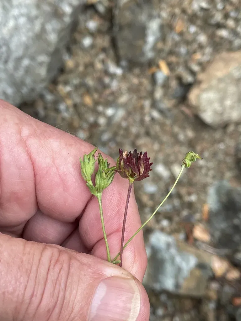 Pringle's Bird's-beak