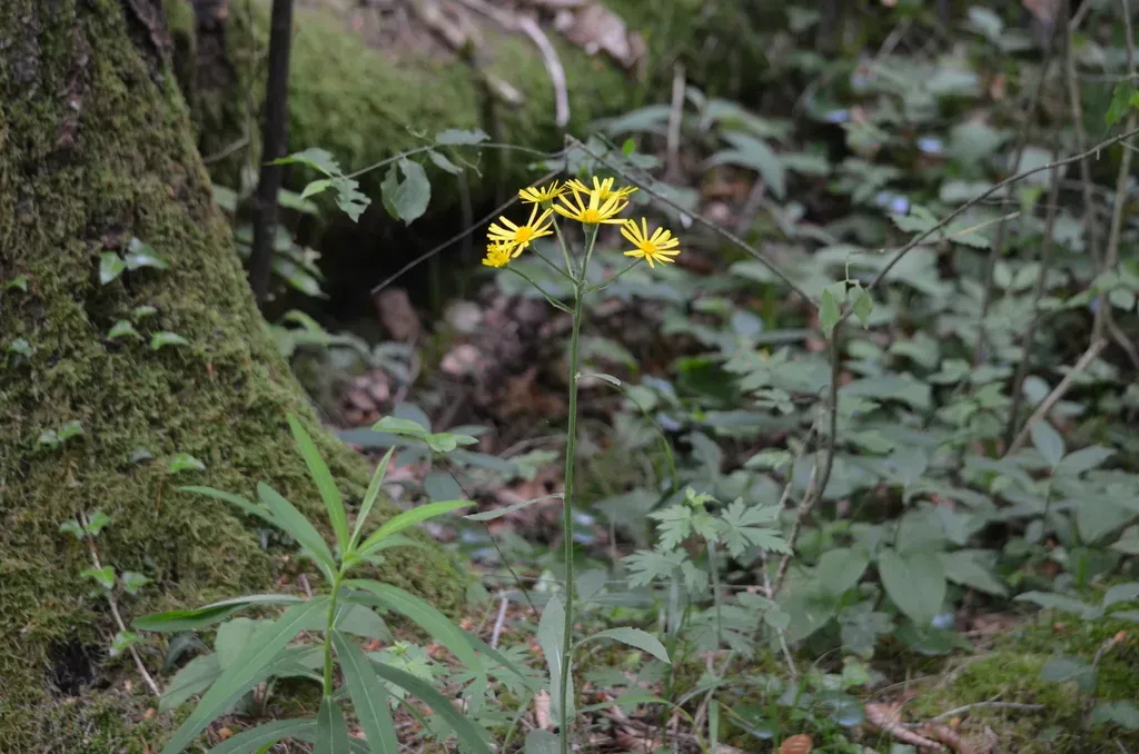 Tephroseris Longifolia