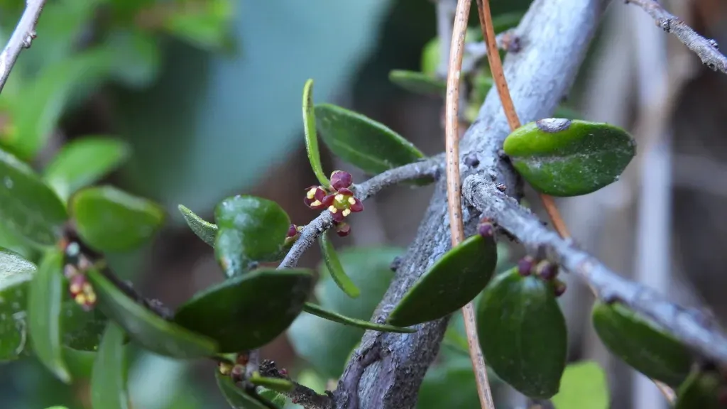 Maytenus Chubutensis