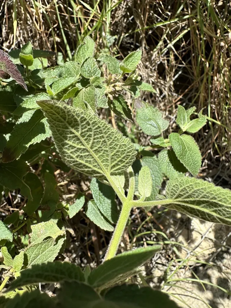 Aristeguietia Lamiifolia