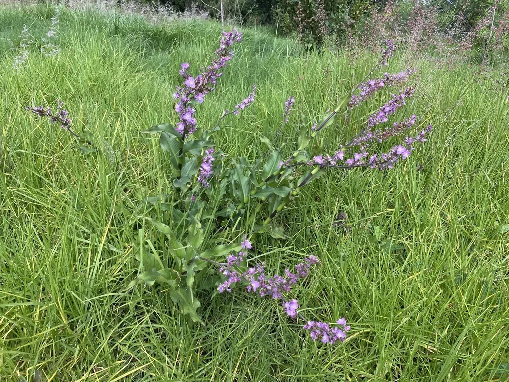 Thyrsanthemum Floribundum