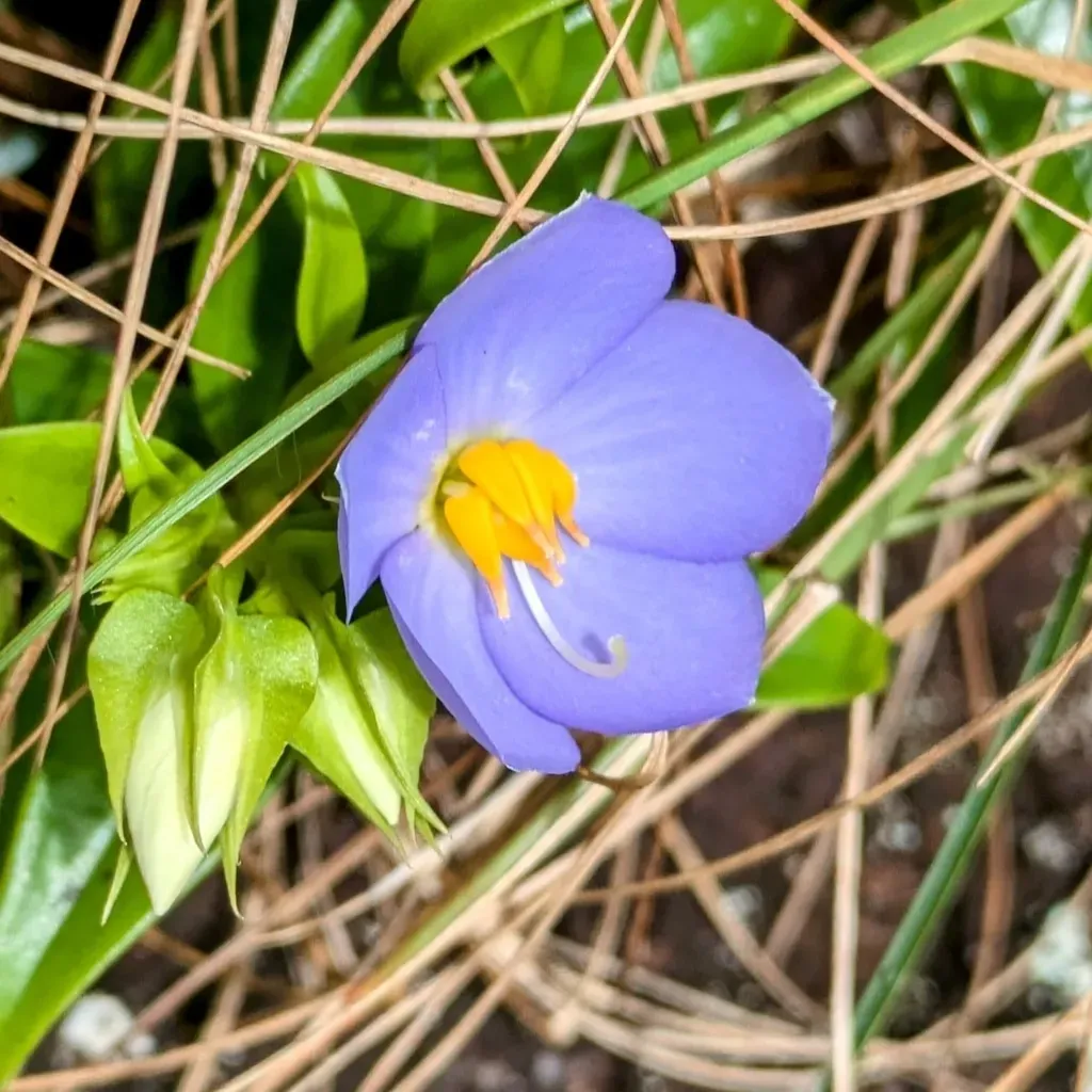 Exacum Travancoricum