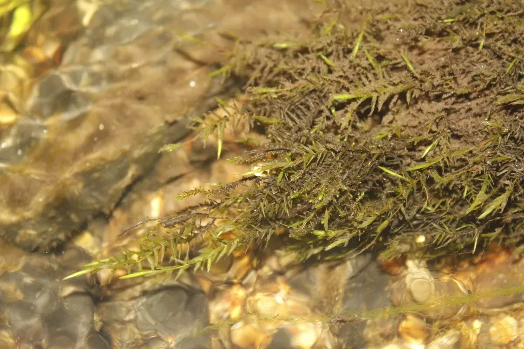 New England Willowmoss