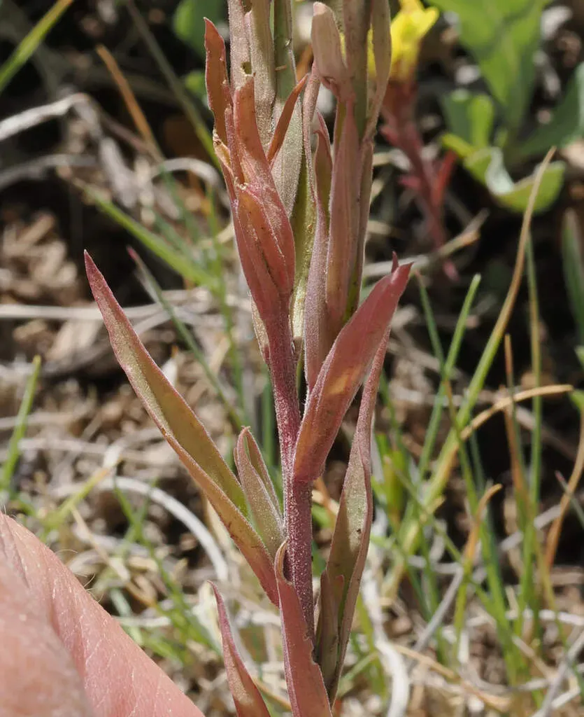 Kaibab Plateau Indian Paintbrush