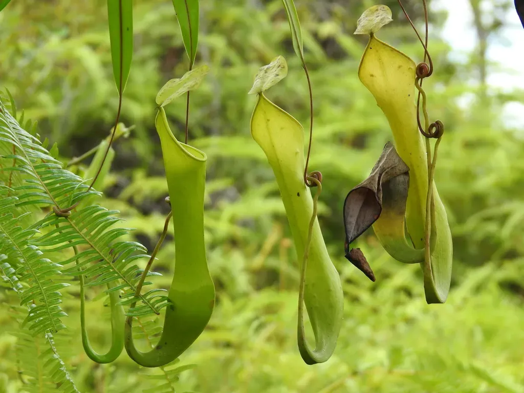 Reinwardt's Pitcher-plant