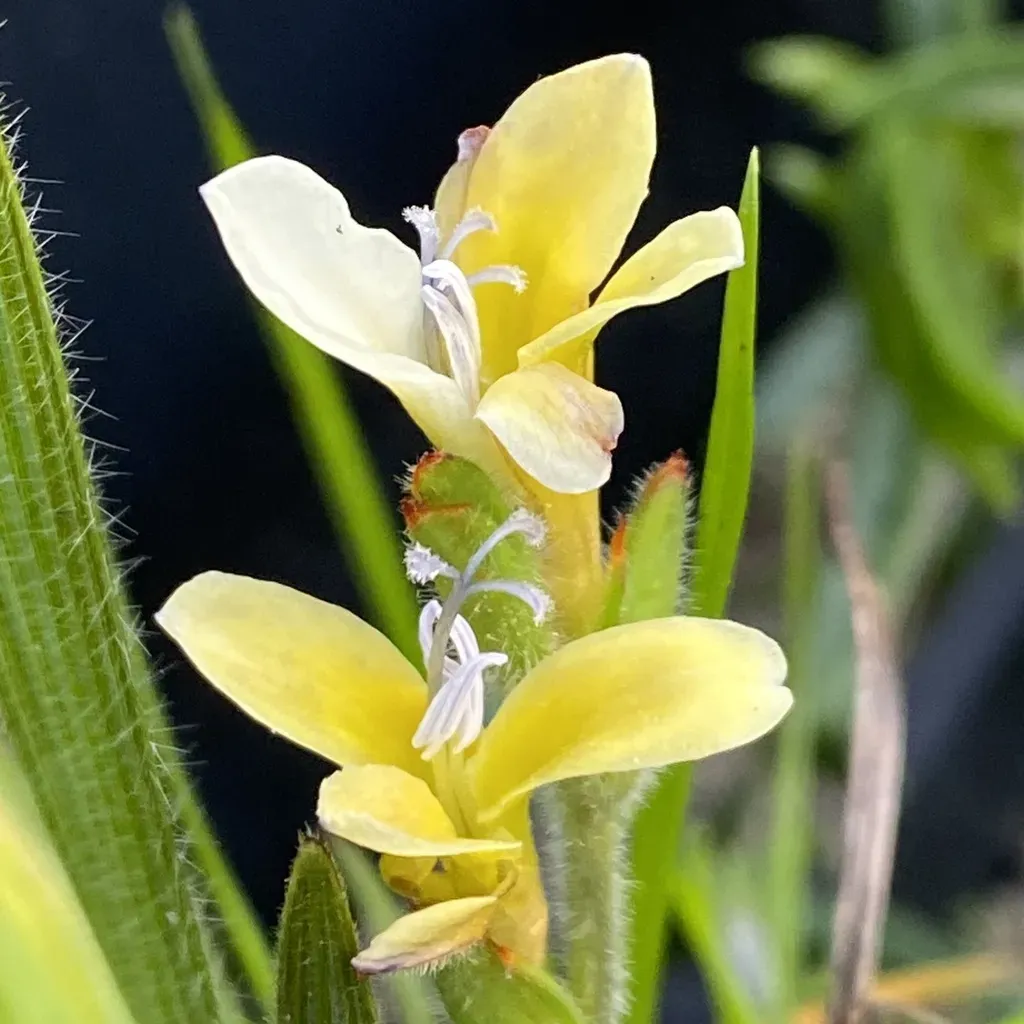 Oldspice Bobbejaantjie