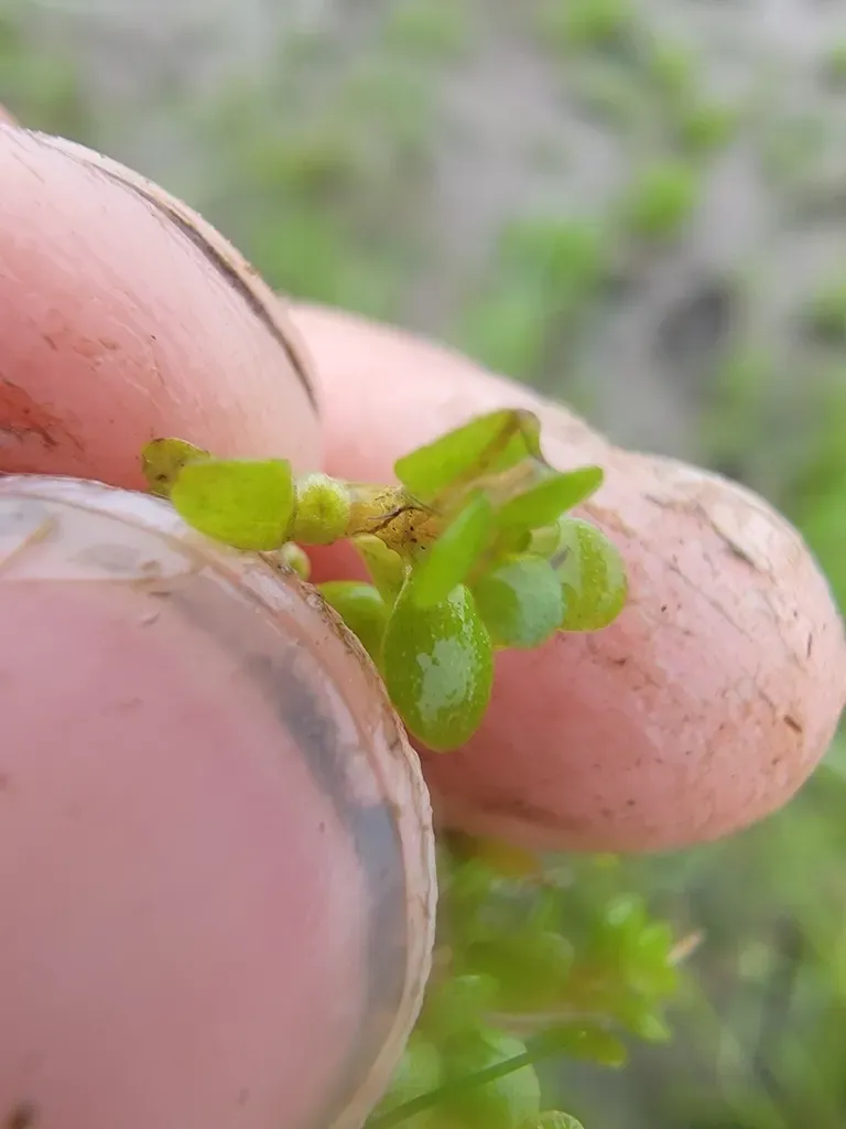 American Waterwort