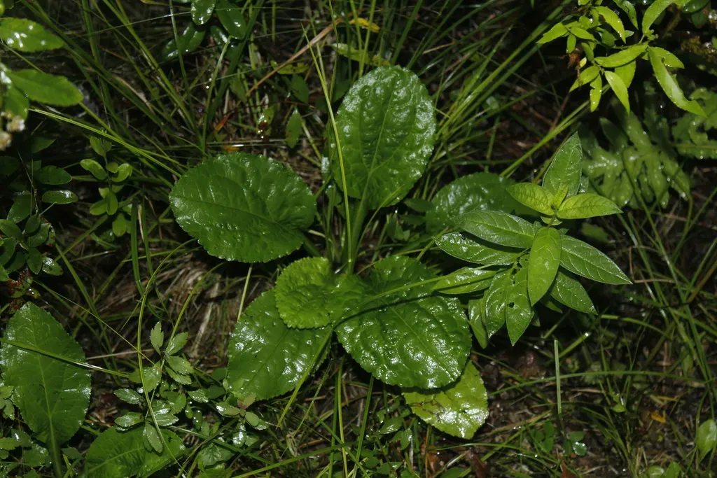 Round-leaved Goldenrod