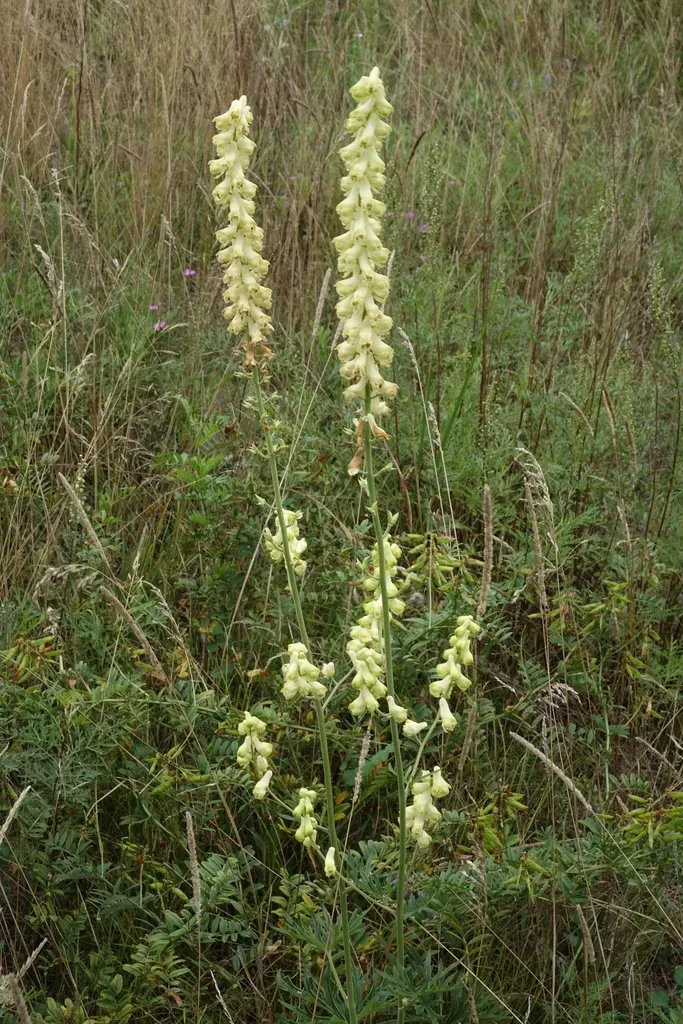 Slenderleaf Monkshood