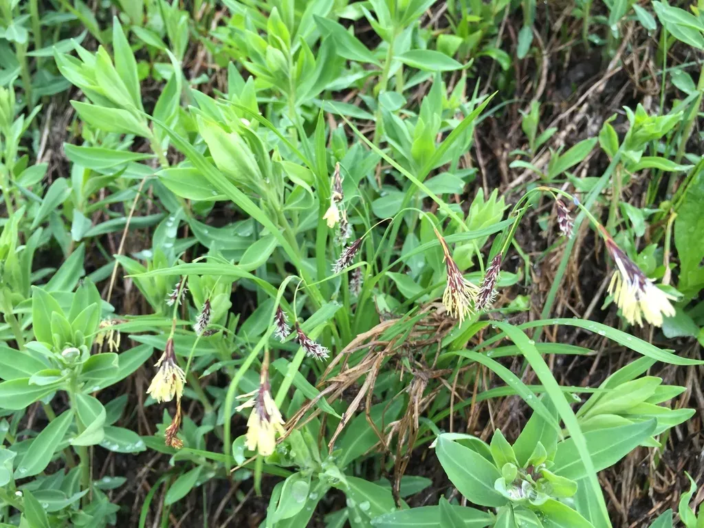 Short-stalk Sedge