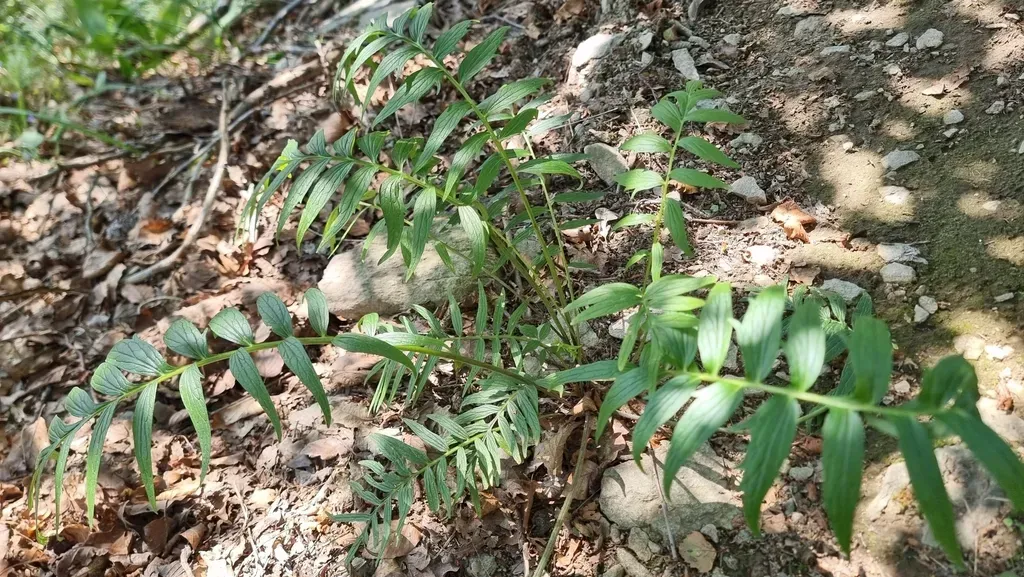 Valeriana Stolonifera