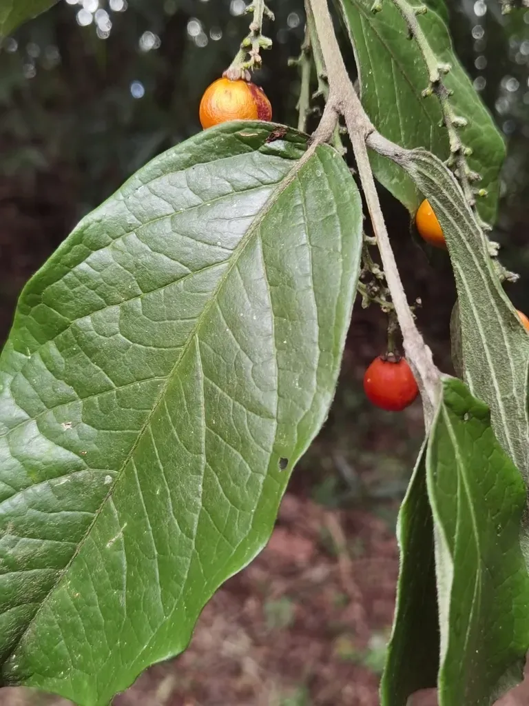 Bunchosia Macrophylla