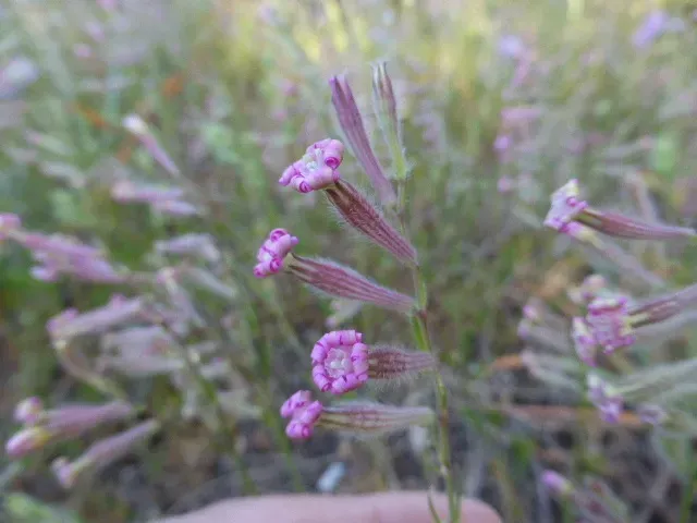 Silene Bellidifolia
