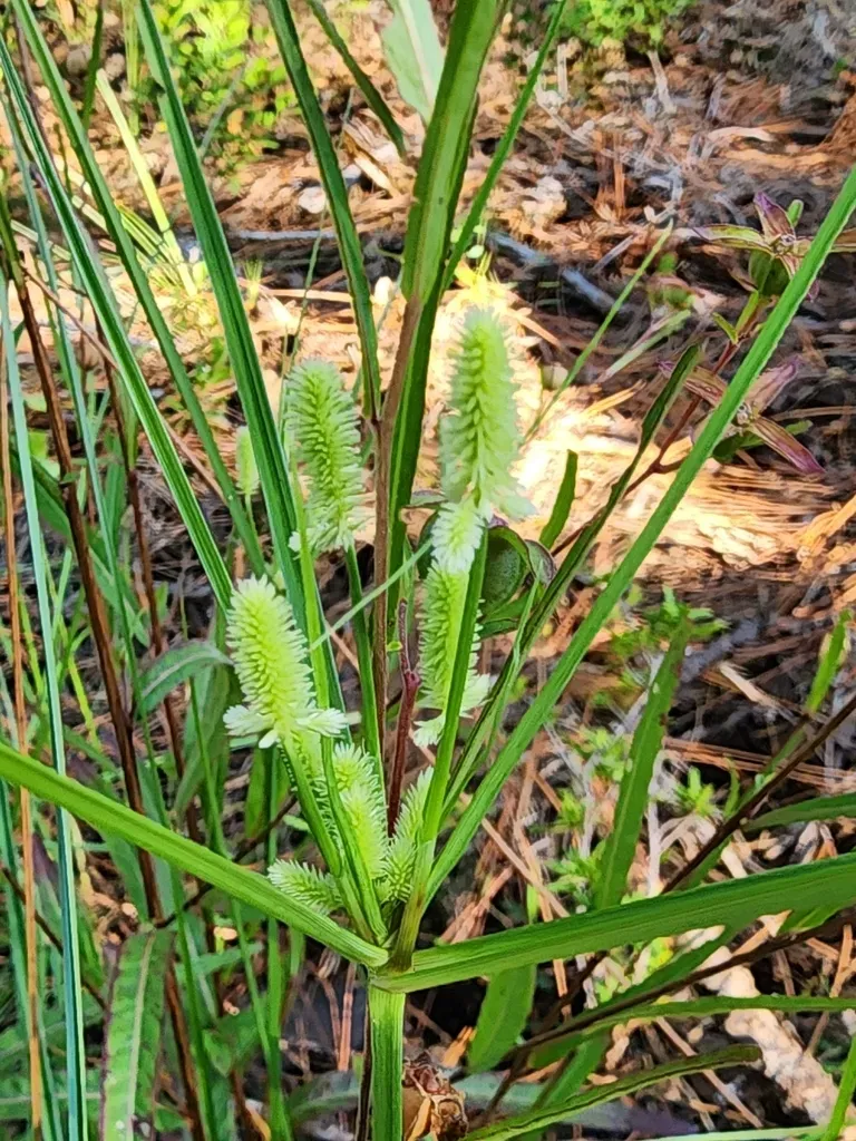 Pine Barren Flatsedge