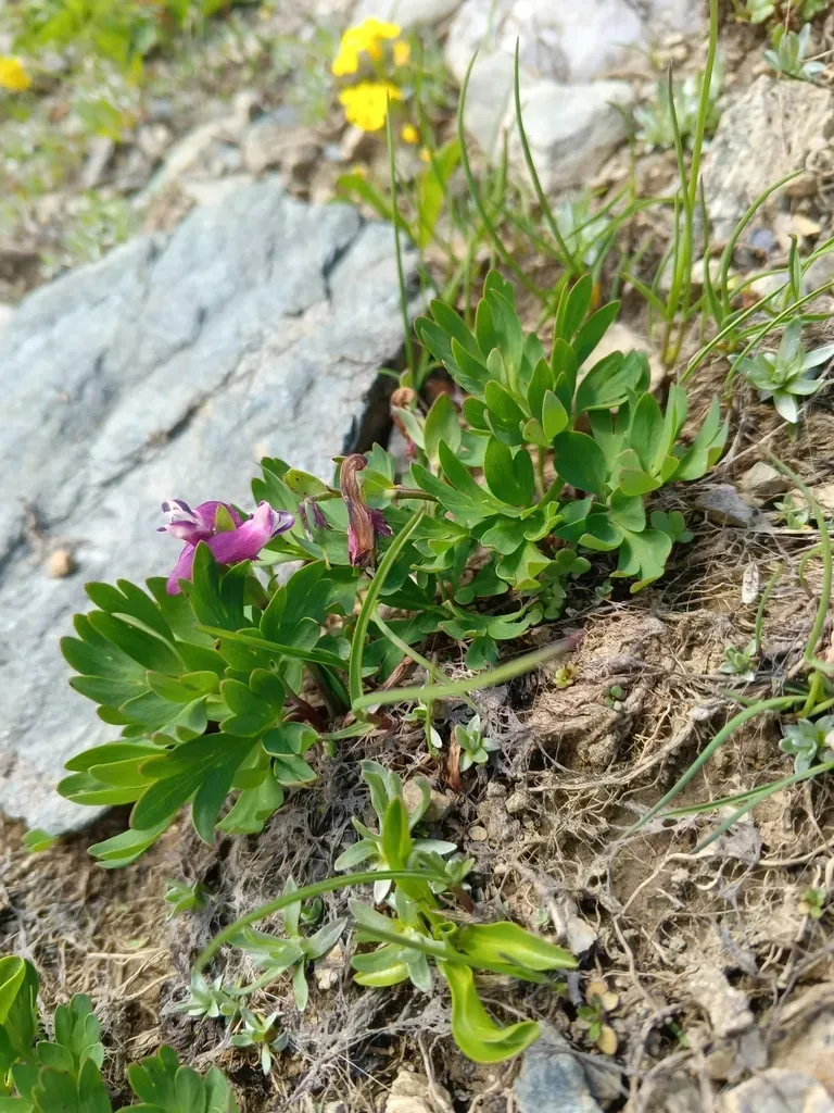 Corydalis Conorhiza