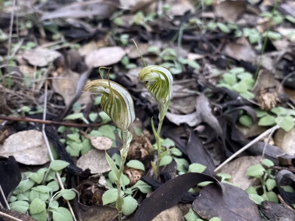 Pterostylis Brevichila