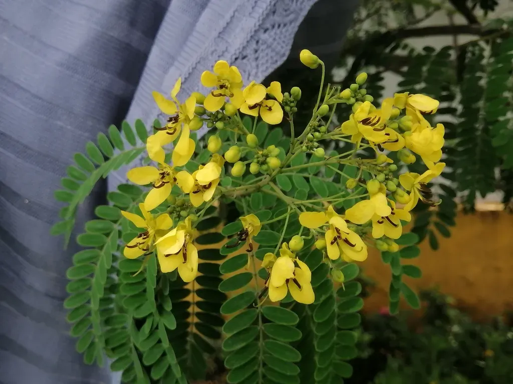 Senna Polyantha