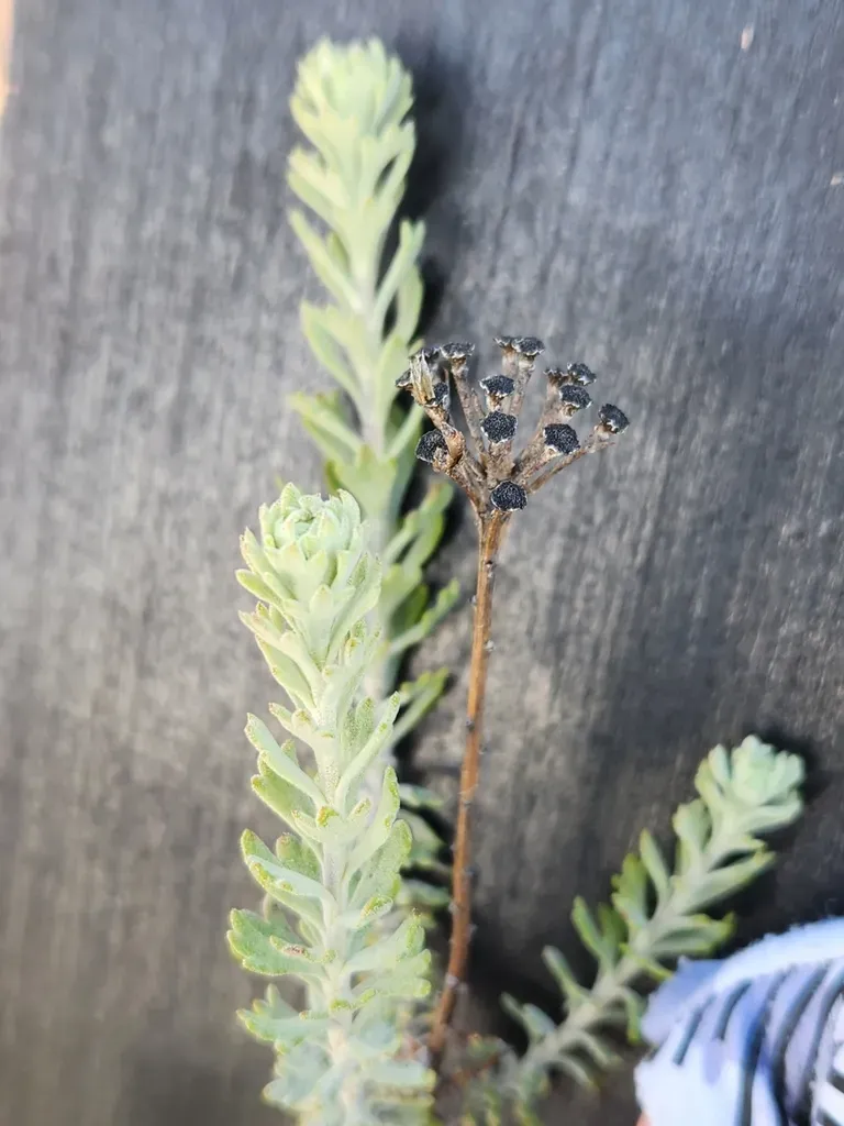 None Widely Documented