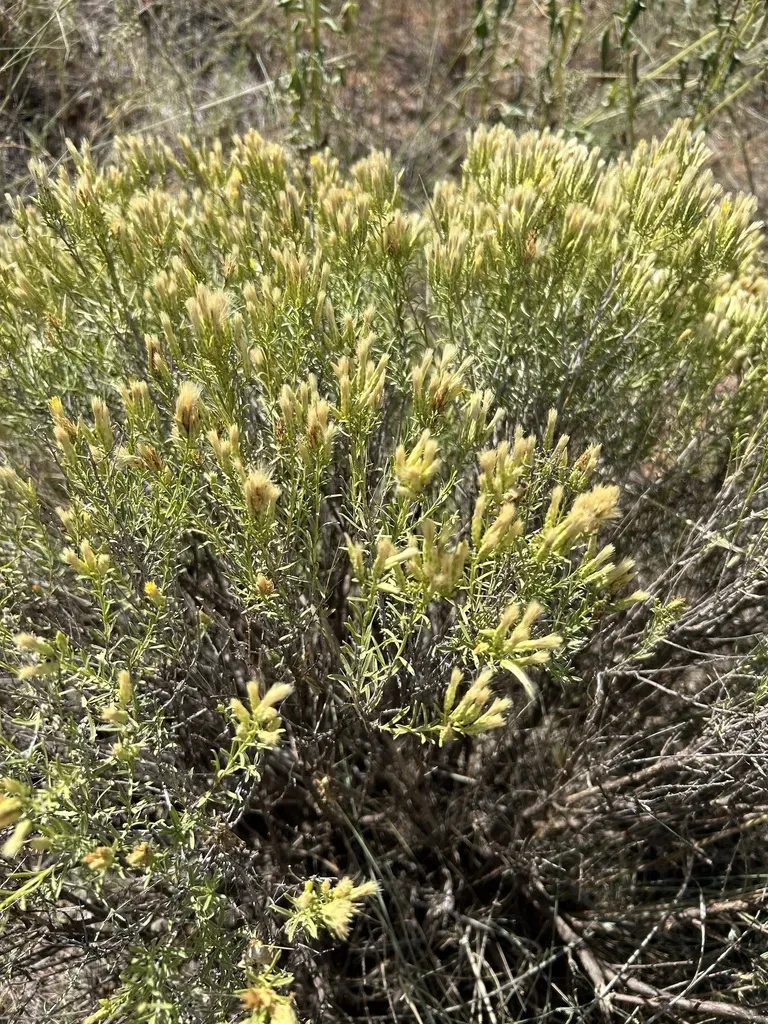 Southwestern Rabbitbrush