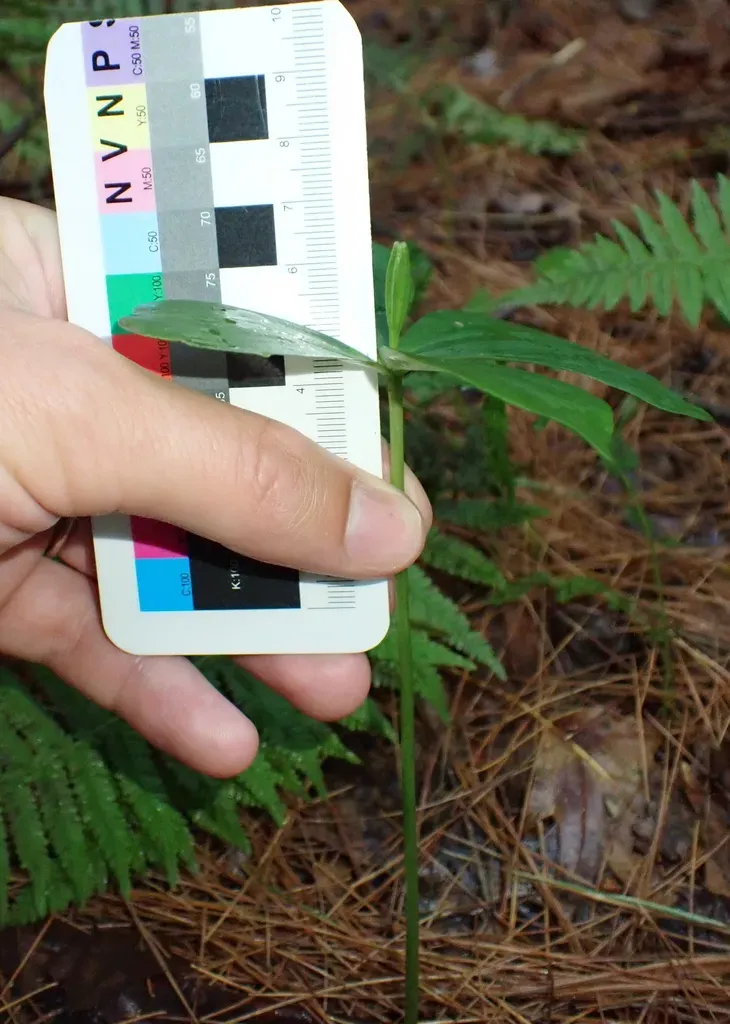 Small Whorled Pogonia