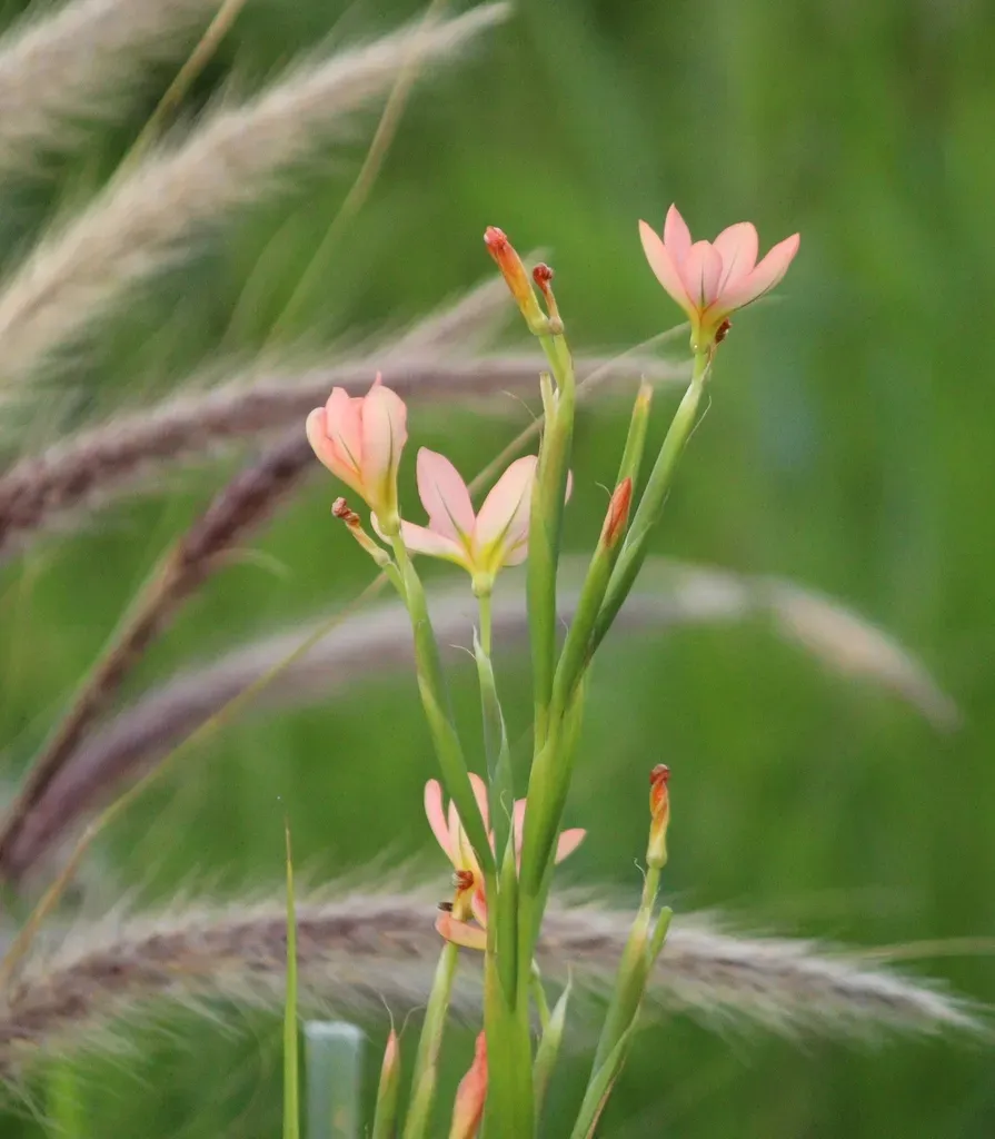 Two-leaf Cape Tulip