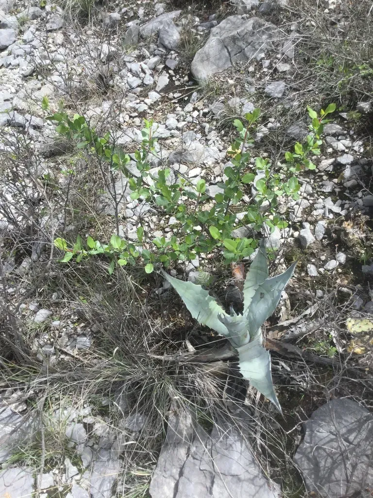 Bursera Schlechtendalii