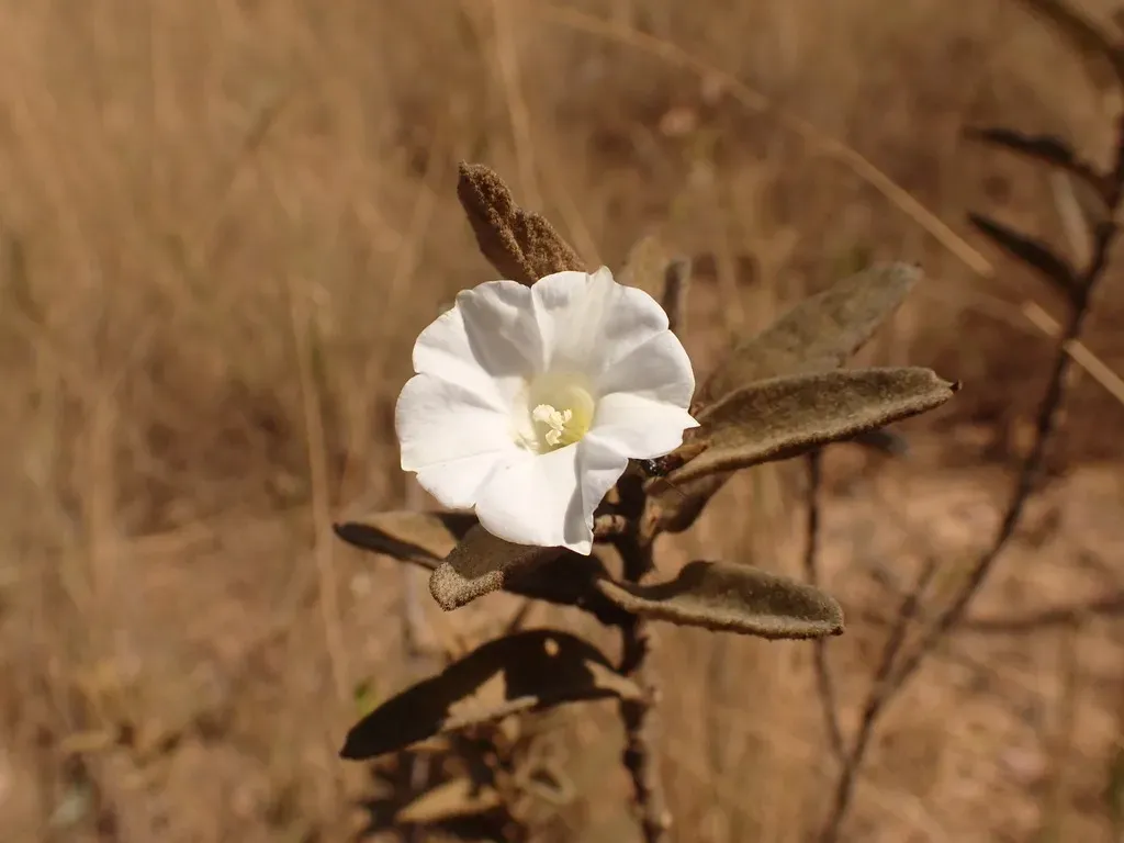 Distimake Tomentosus