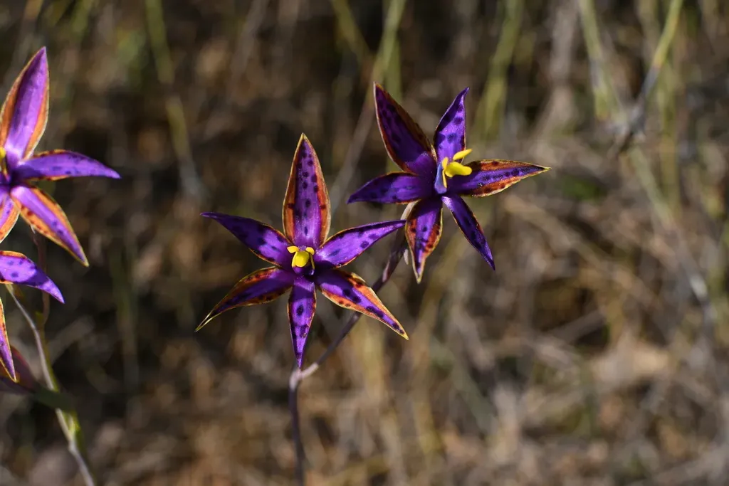 Southern Queen Of Sheba