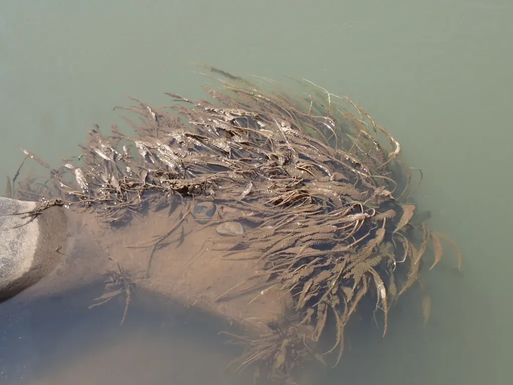 Hydrostachys Polymorpha