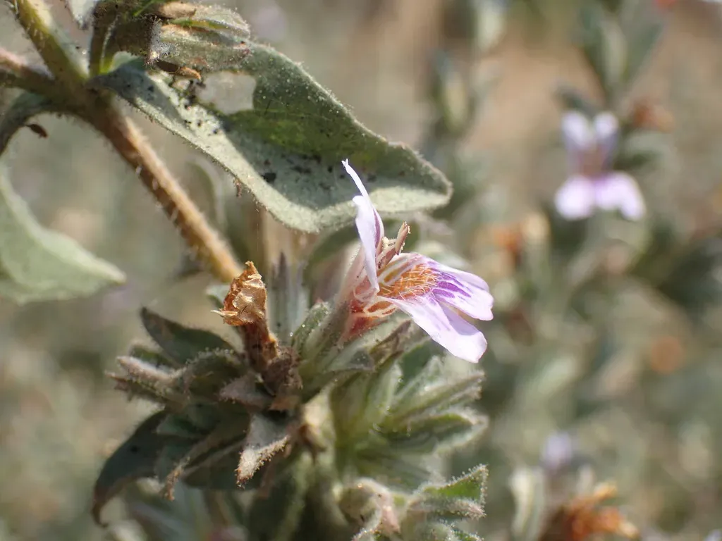 Duosperma Quadrangulare