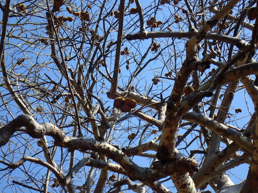 African Star-chestnut