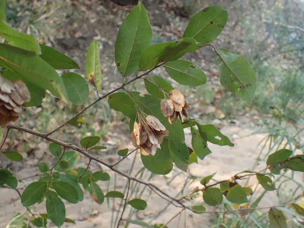 Two-winged Stink-bushwillow