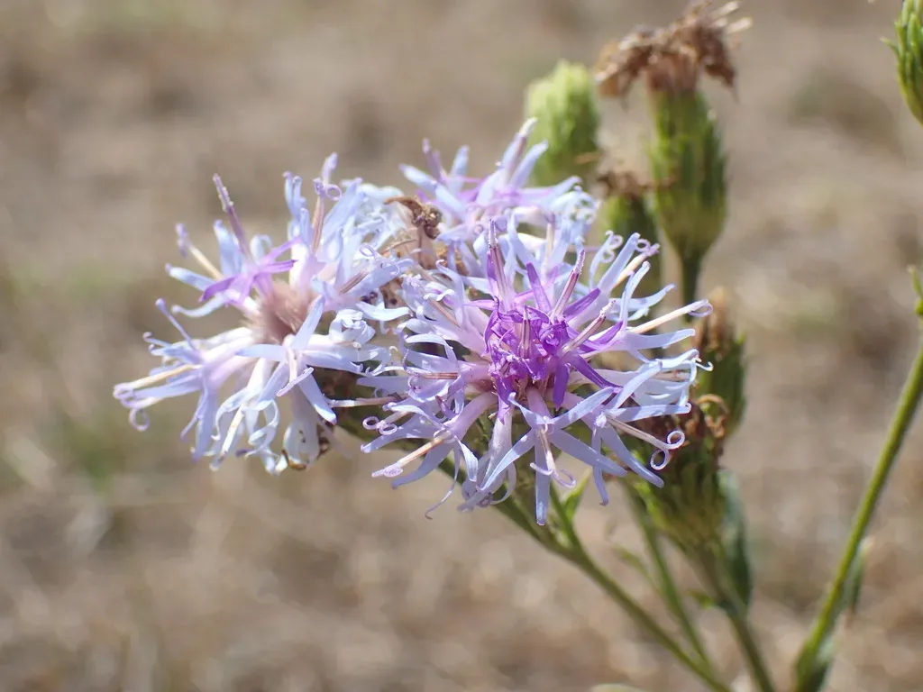 Cornflower Vernonia