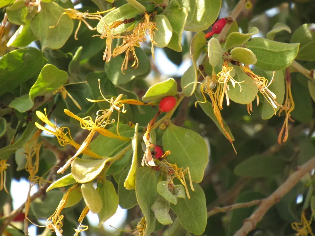 Actinanthella Menyharthii