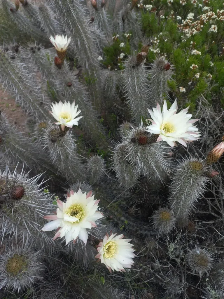 Trichocereus Nigripilis
