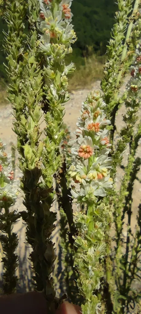 Reseda Barrelieri