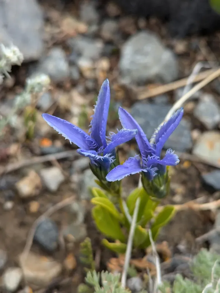 Perennial Fringed Gentian