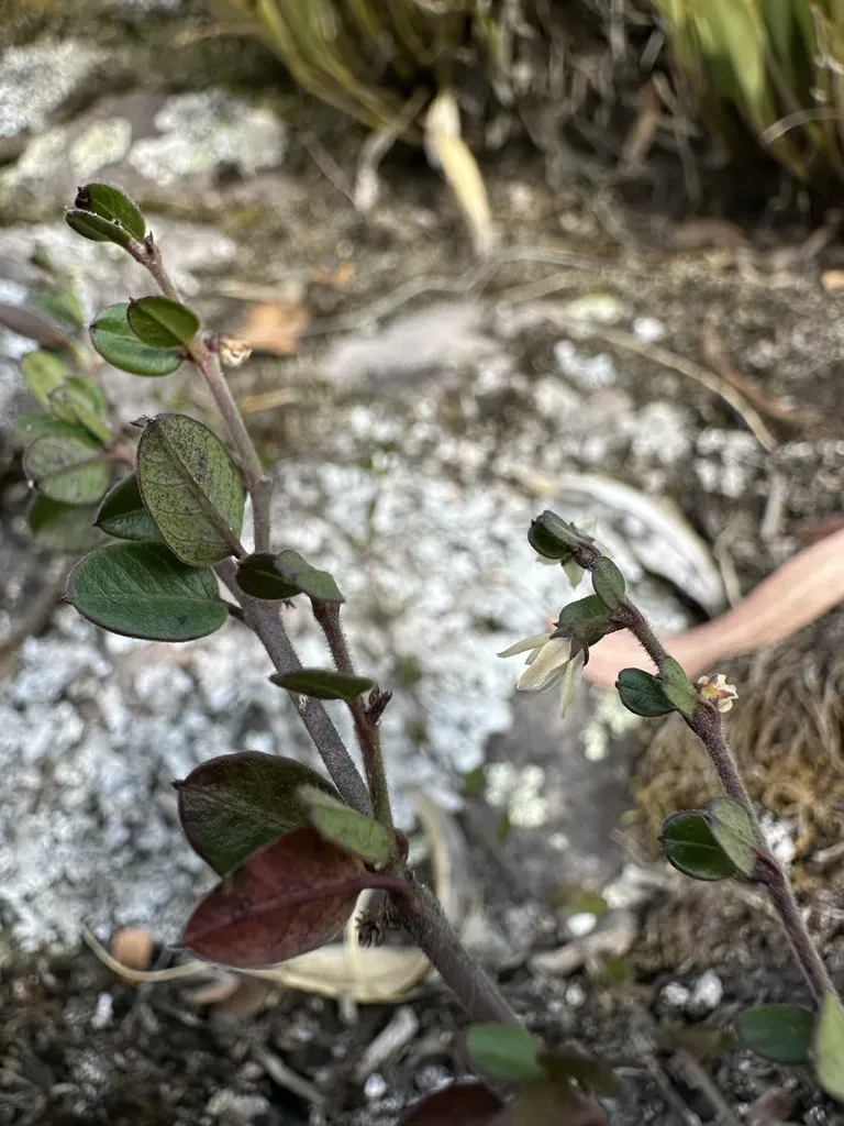 Scyphostelma Tenellum