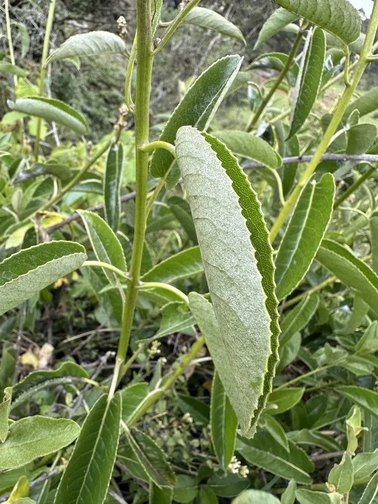 Dendrophorbium Americanum