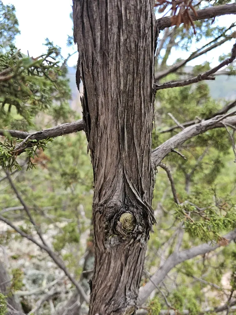 Durango Juniper