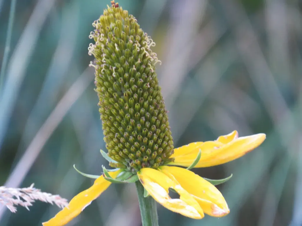 California Coneflower