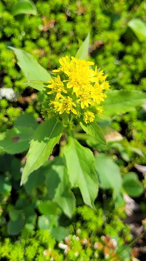 Spiraeleaf Goldenrod